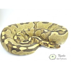Enchi Fire Yellow Belly